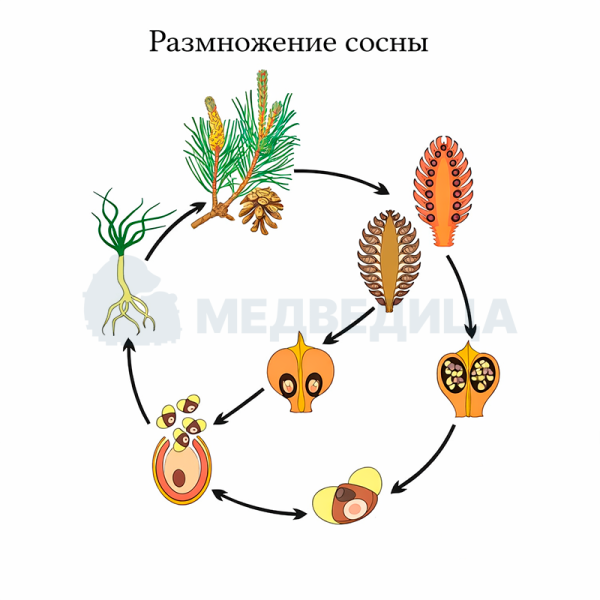 Модель аппликация размножение сосны